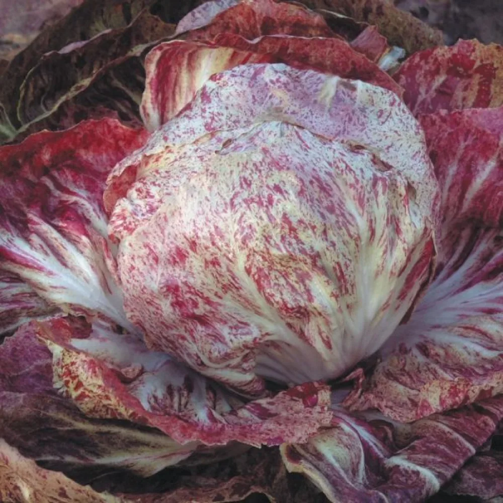 Sikuri 'Variegata di Chioggia'