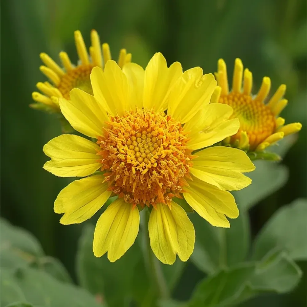 Papiljottikukka 'Aurea Pura', keltainen