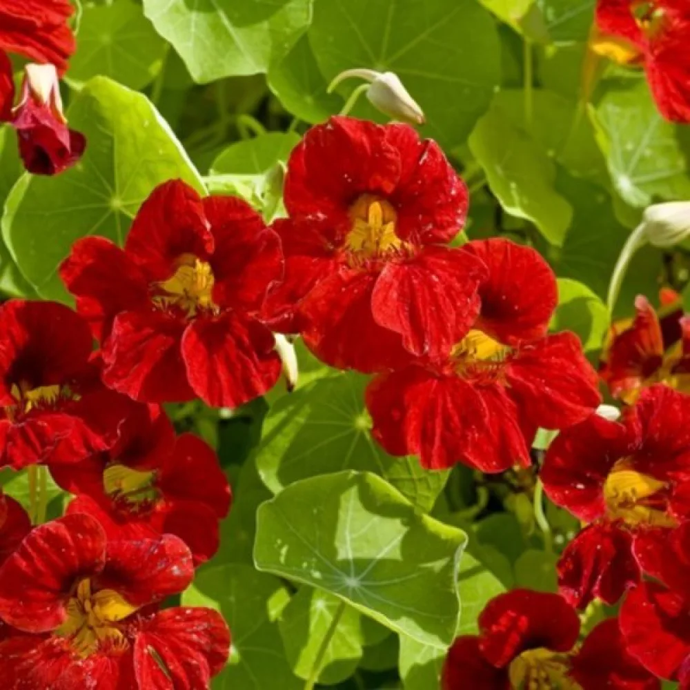 Köynnöskrassi 'Tip-Top Mahogany'