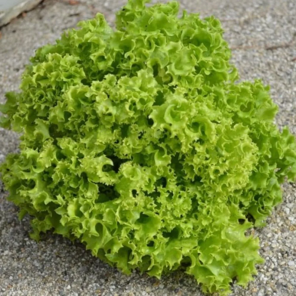 Salaatti 'Lollo Bionda'