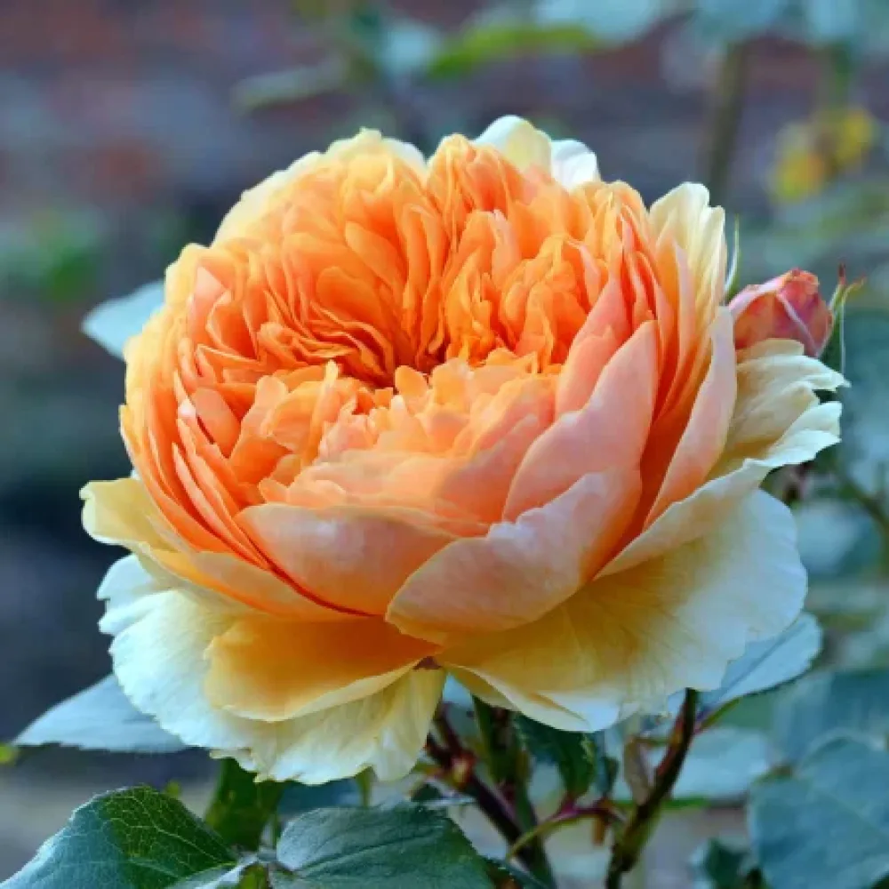 Ruusu 'Sofia Garden' – paljasjuurinen