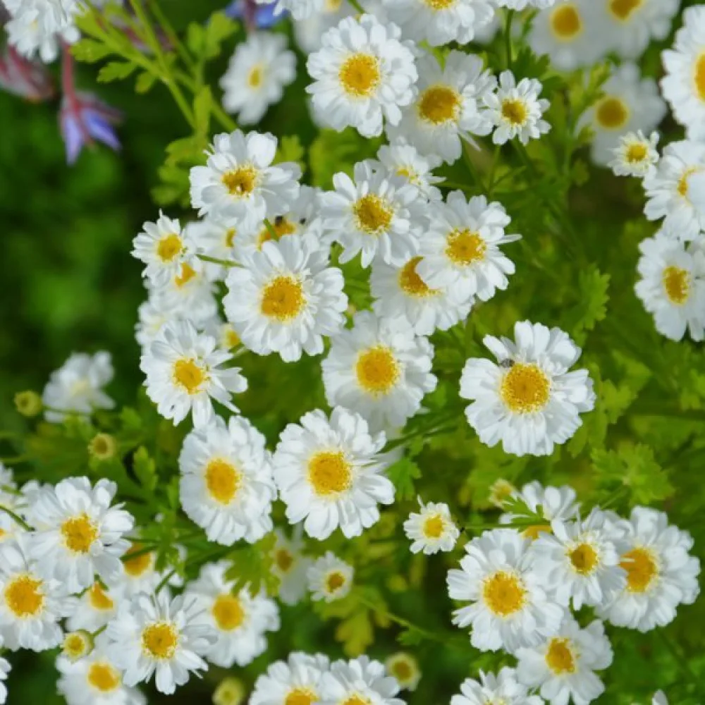 Reunuspäivänkakkara Tanacetum parthenium