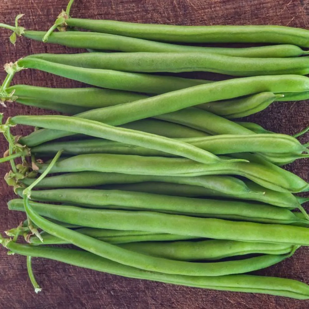 Tarhapapu 'Paulista'
