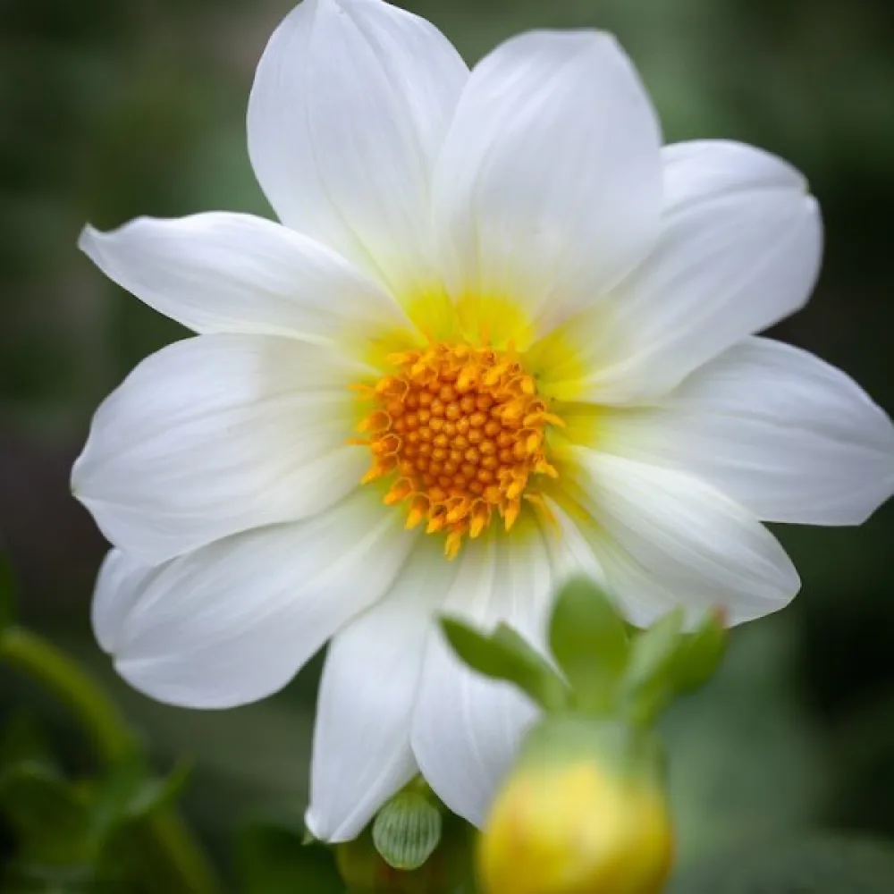 Matala daalia 'Mignon White Shades'