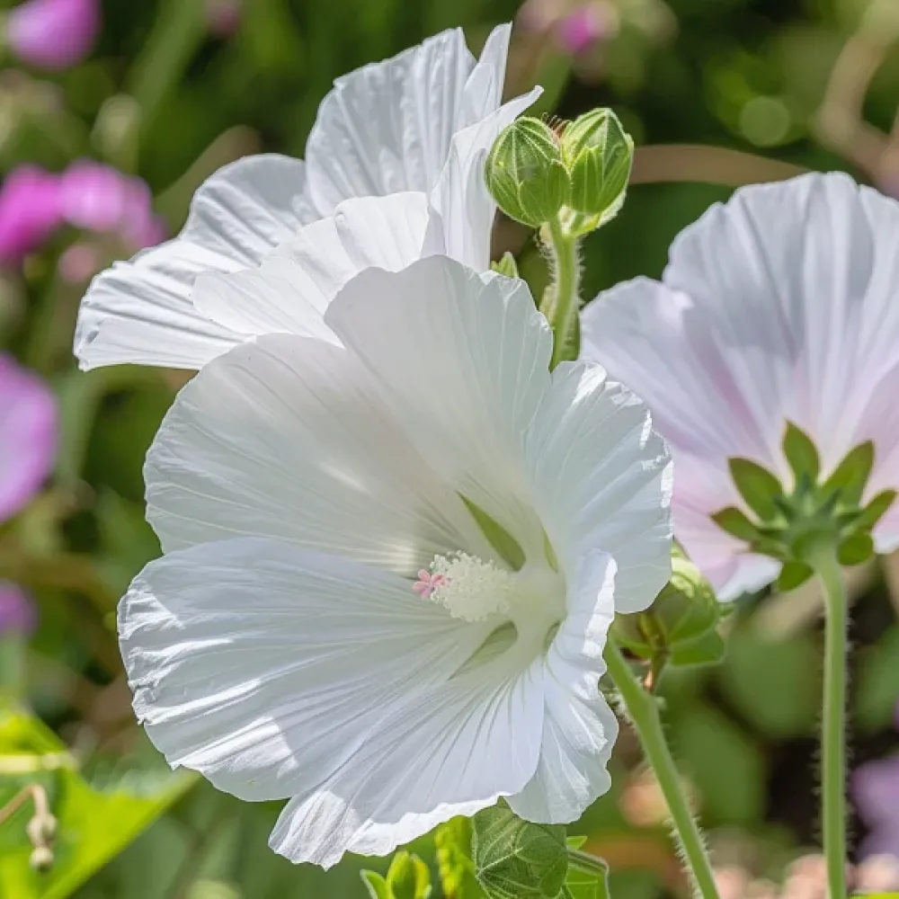 Malope trifida, valkoinen