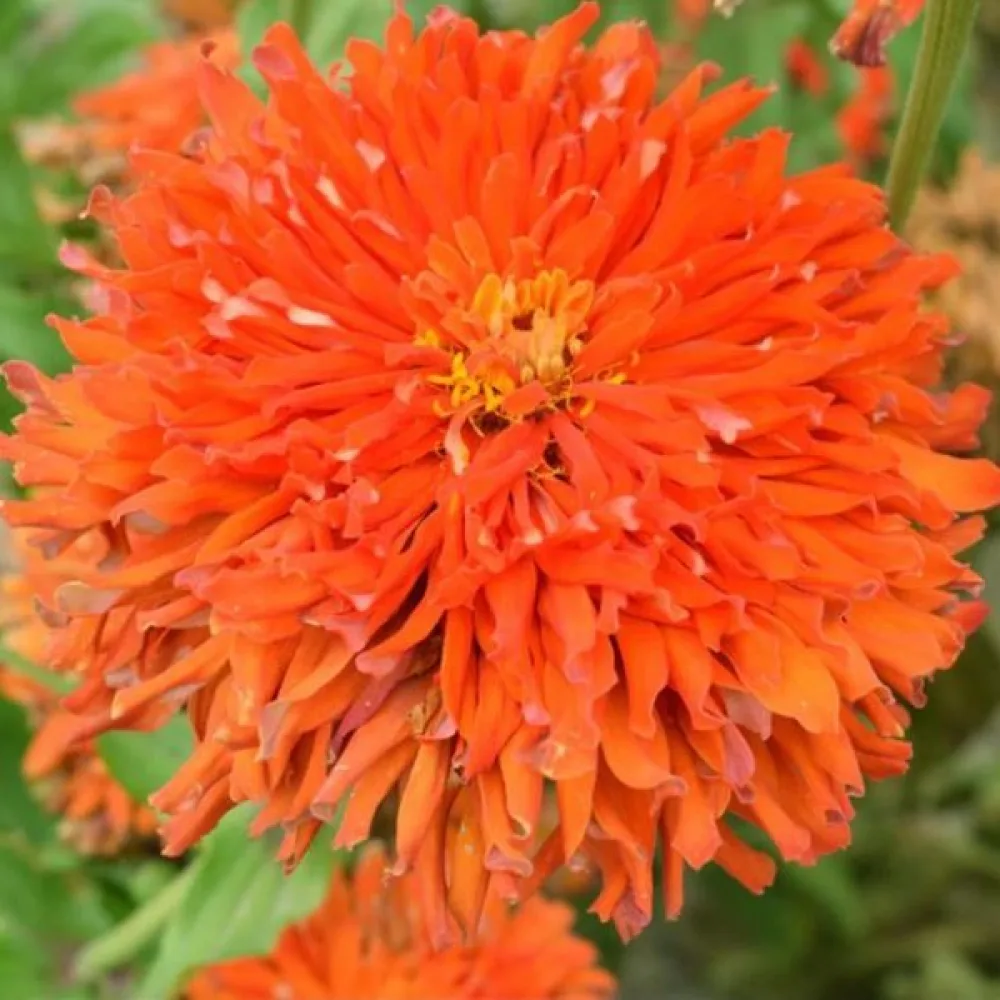 Tsinnia 'Aztec'