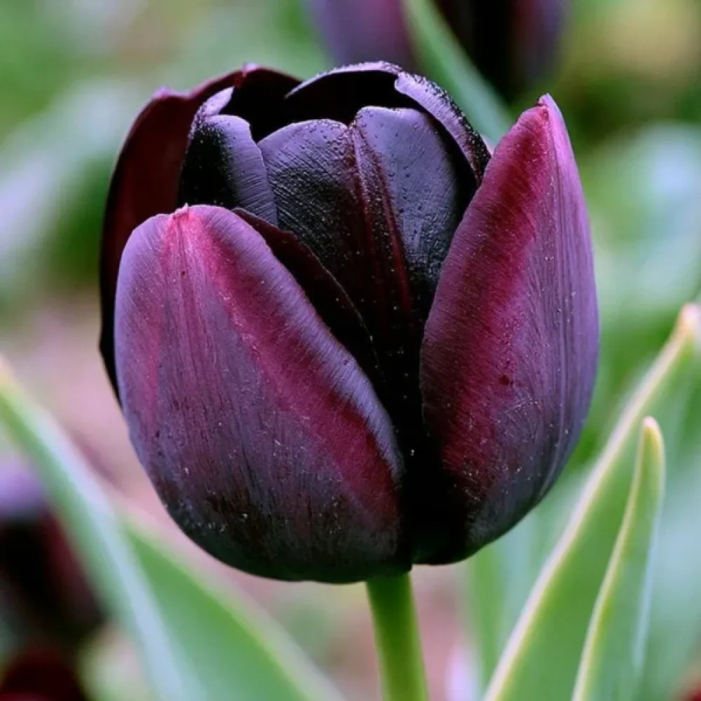 Tulppaani 'Paul Scherer'