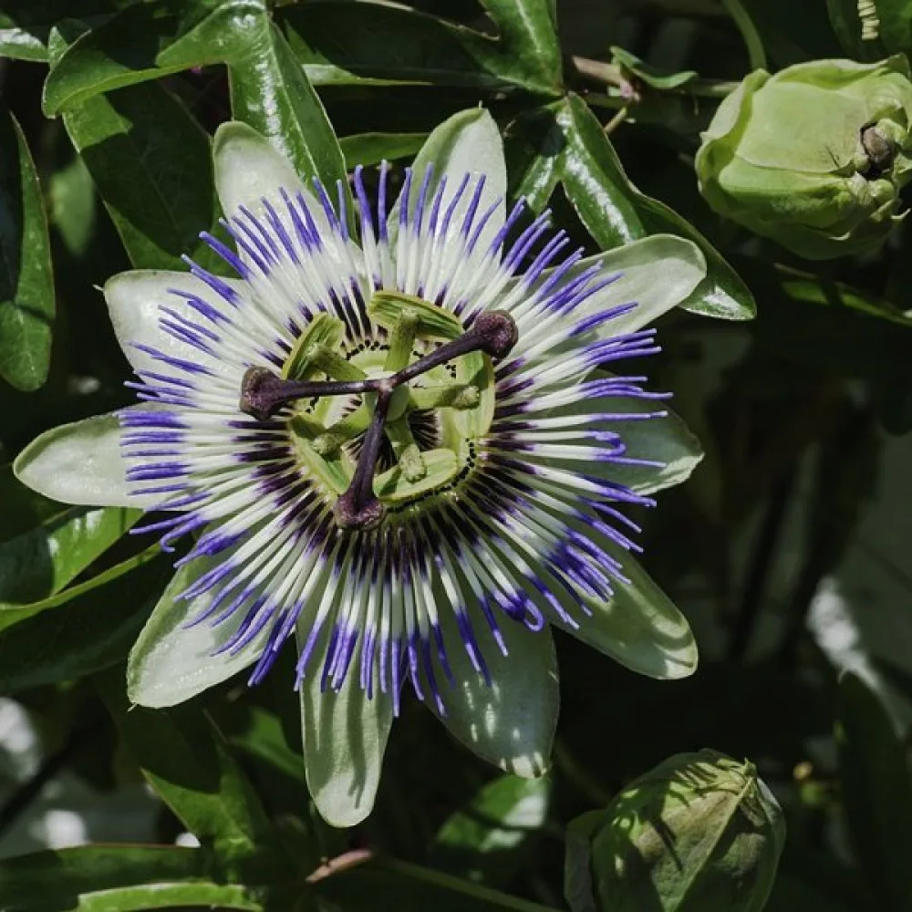 Passiokukka Passiflora caerulea – sininen