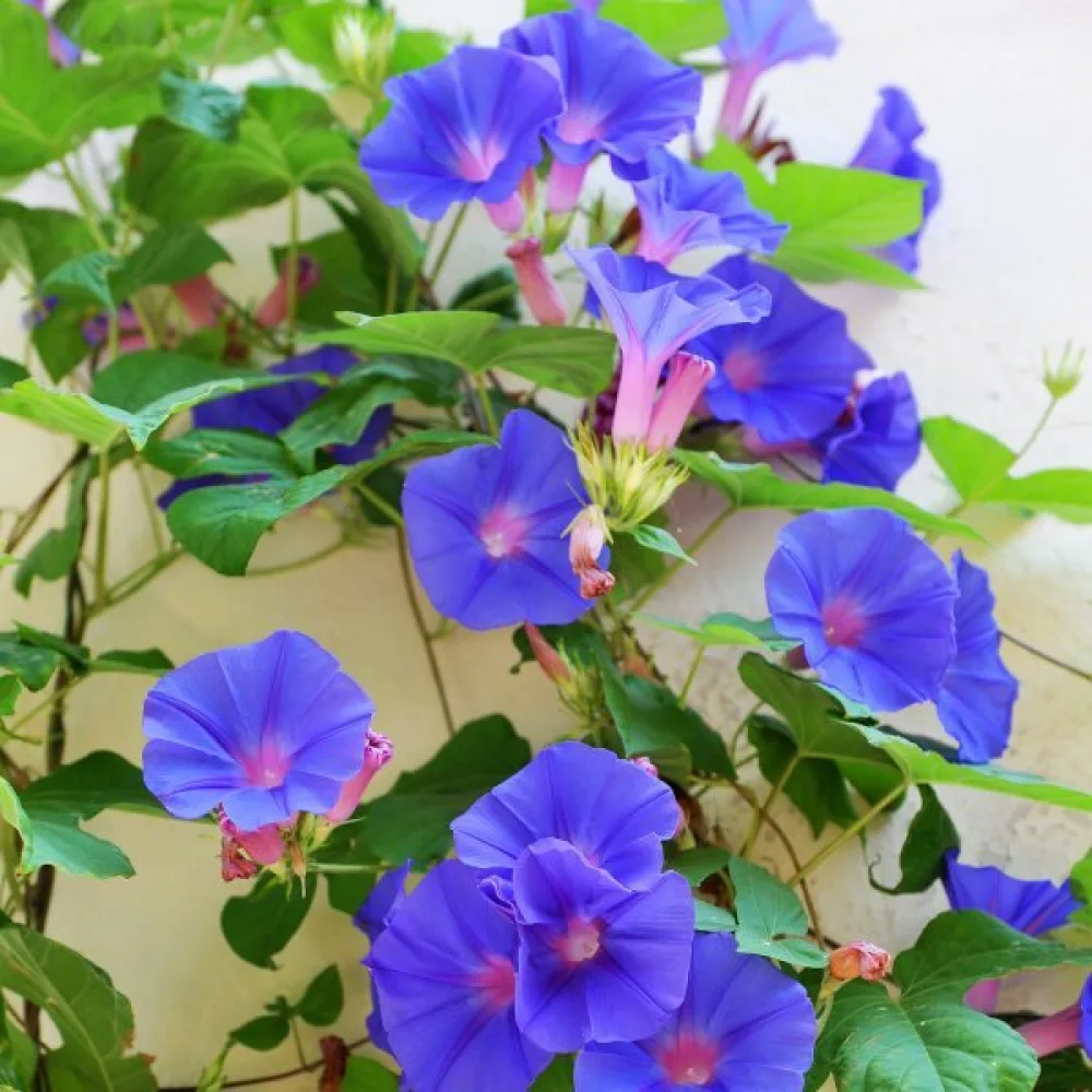 Elämänlanka 'Heavenly Blue'