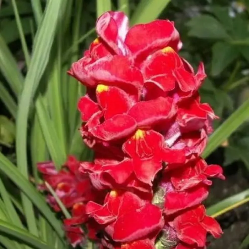 Leijonankita 'Ruby'