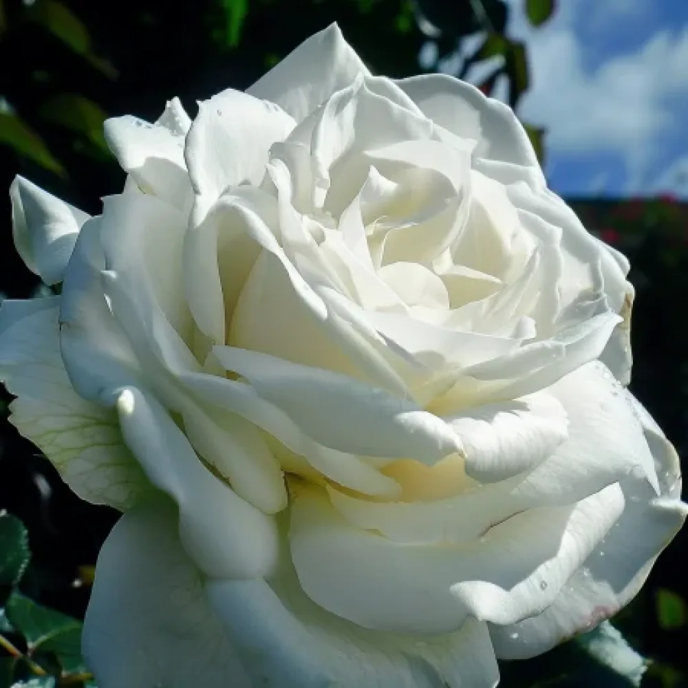 Ruusu 'Cream Elegance'