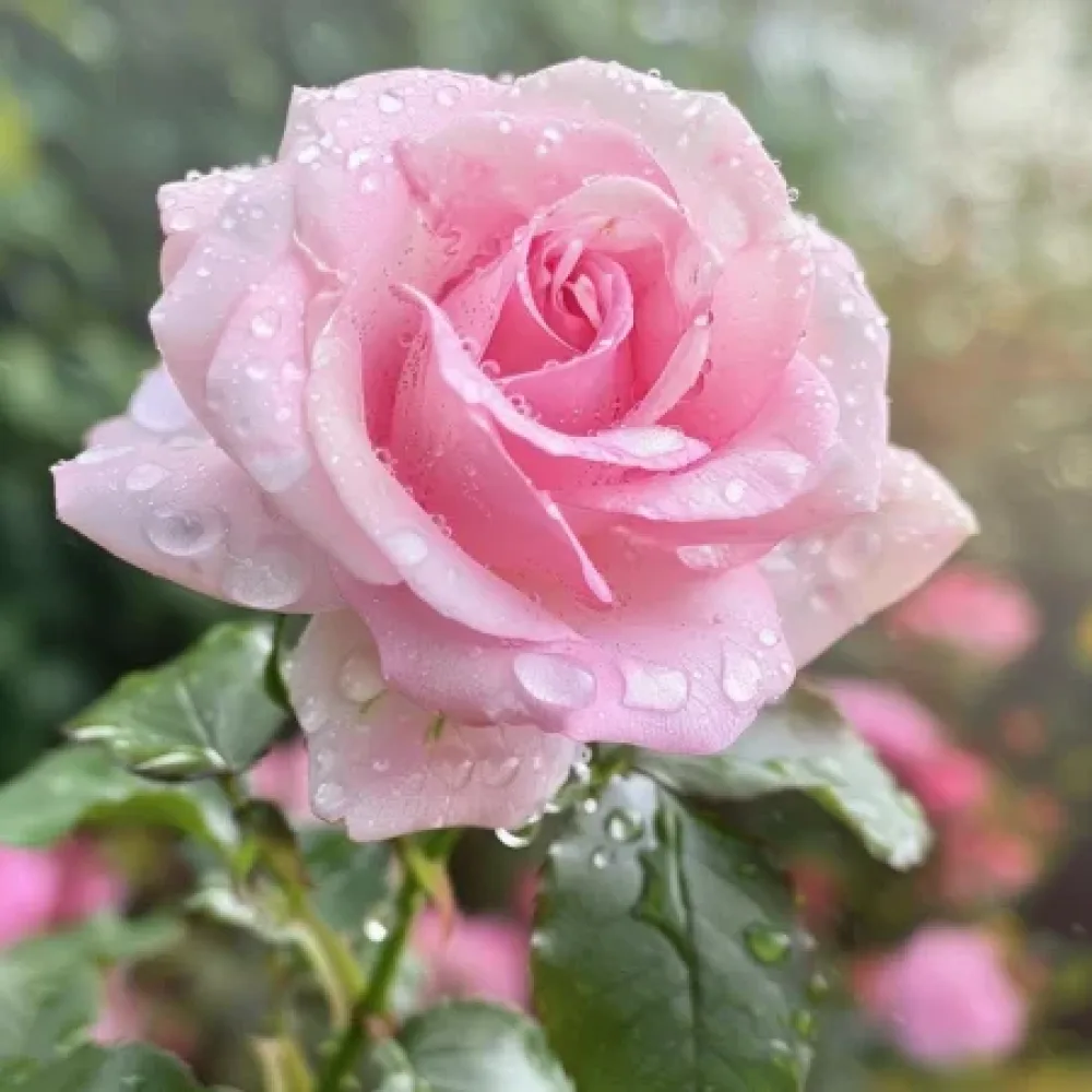 Ruusu 'Pink Benedict' – paljasjuurinen