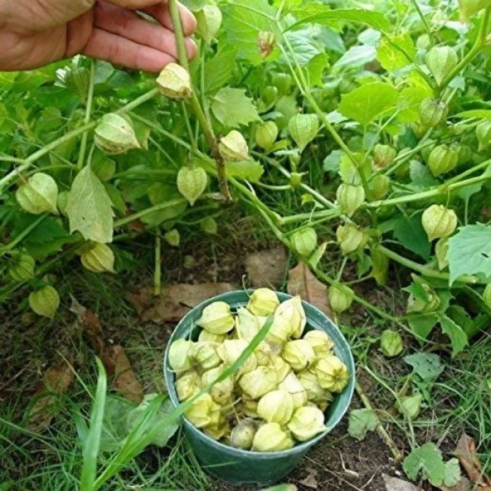 Maakirsikka Physalis pruinosa