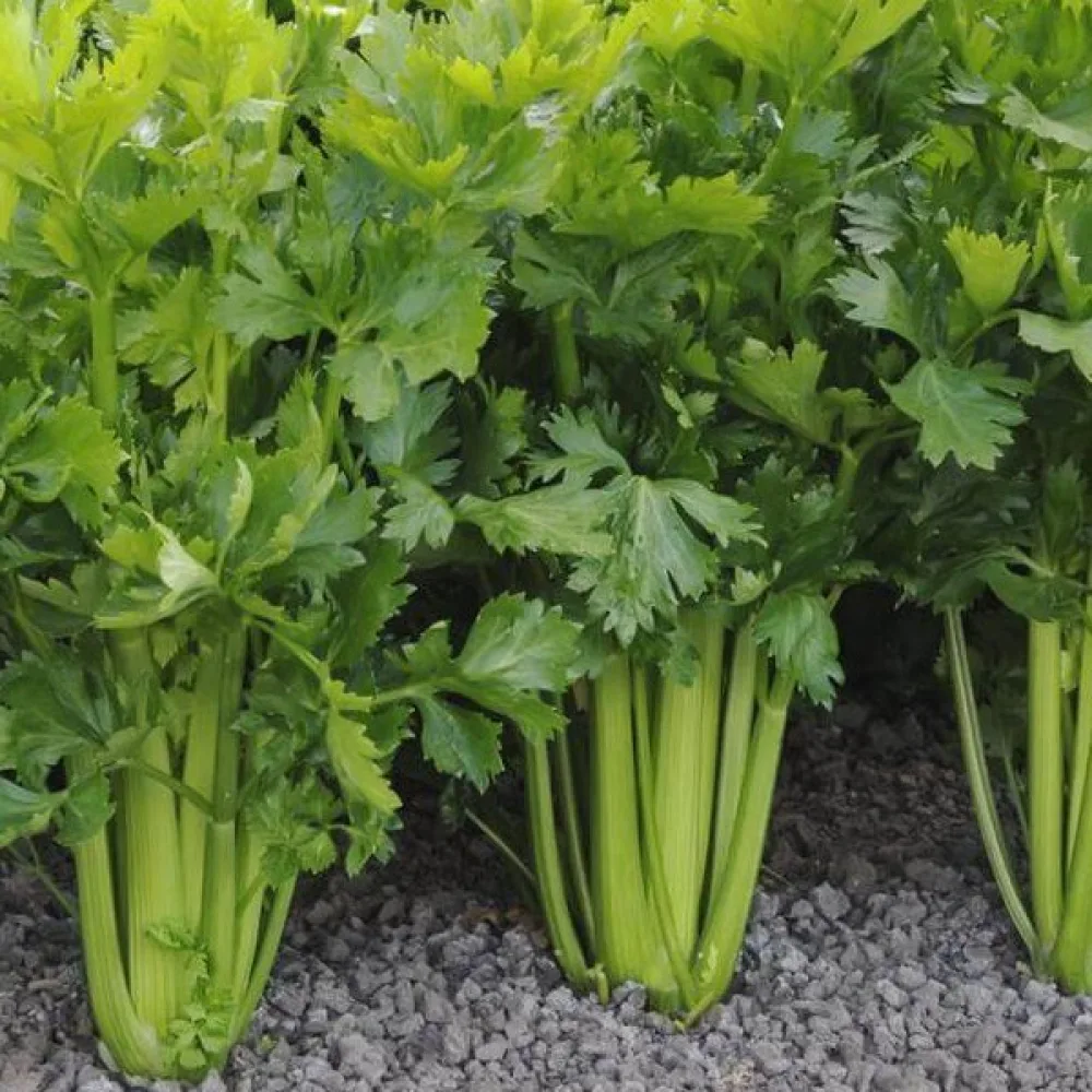 Varsiselleri 'Plein Blanc Pascal'