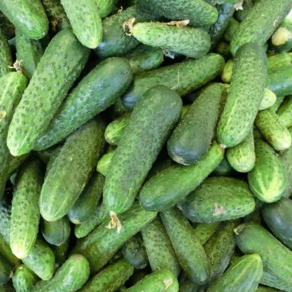Avomaankurkku 'Sremski' F1