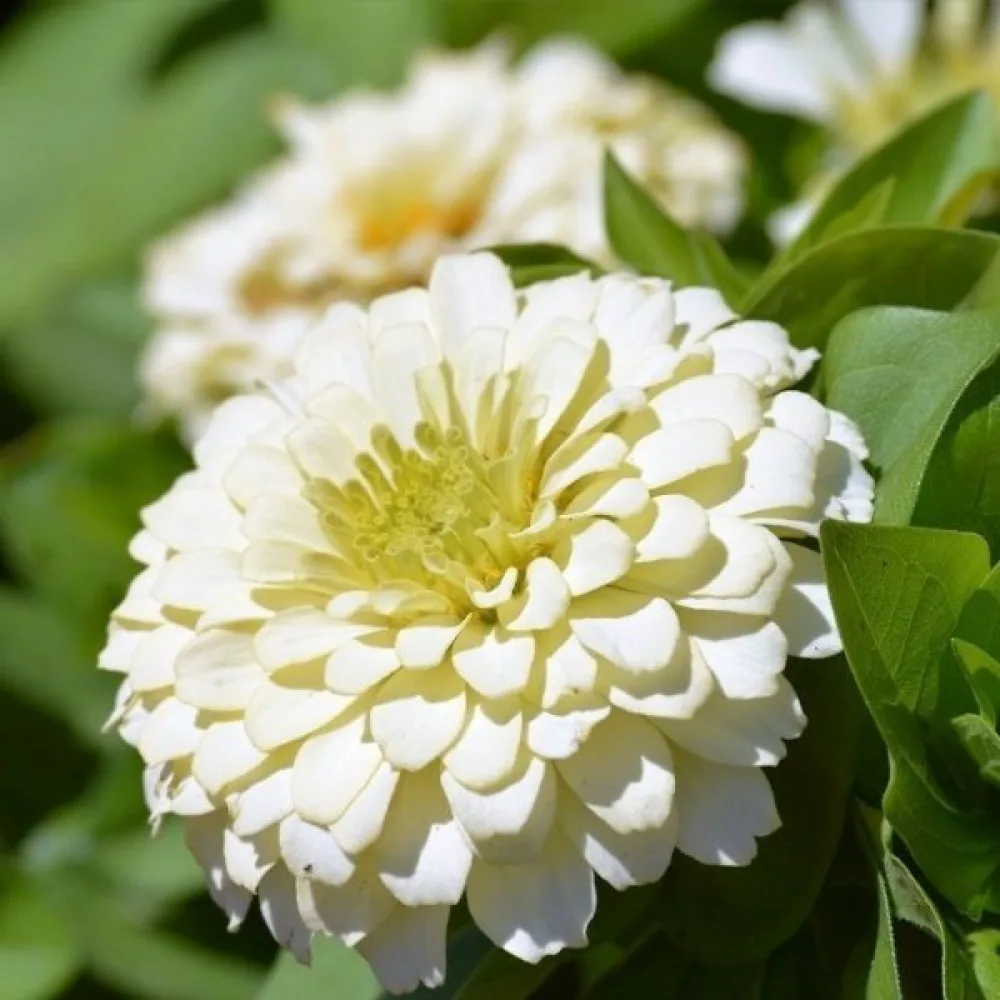 Tsinnia 'Polar Bear'