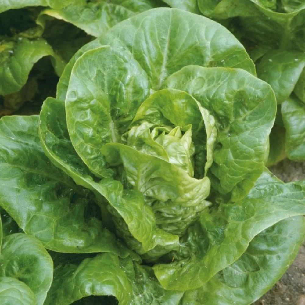 Roomansalaatti 'Little Gem' (Sucrine)