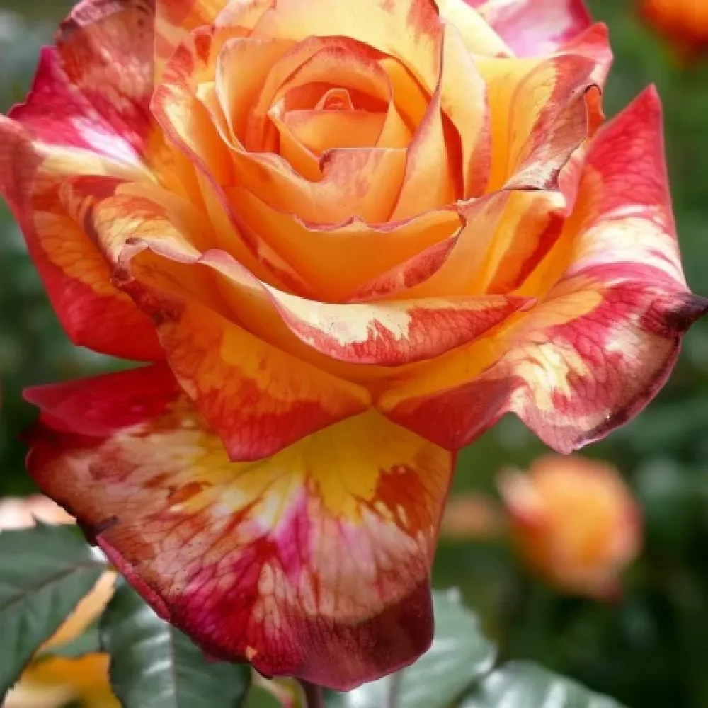 Ruusu 'Caramel Delight' – paljasjuurinen