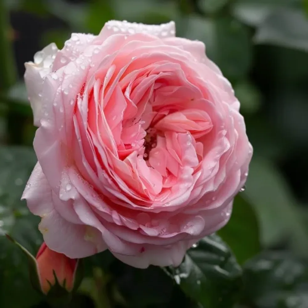 Ruusu 'Amorina' – paljasjuurinen