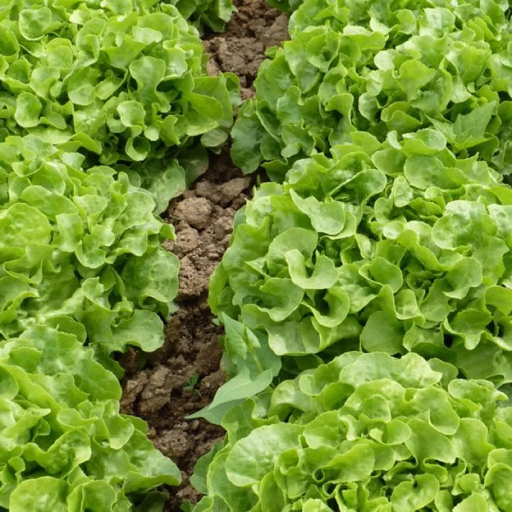 Salaatti 'Grunetta'