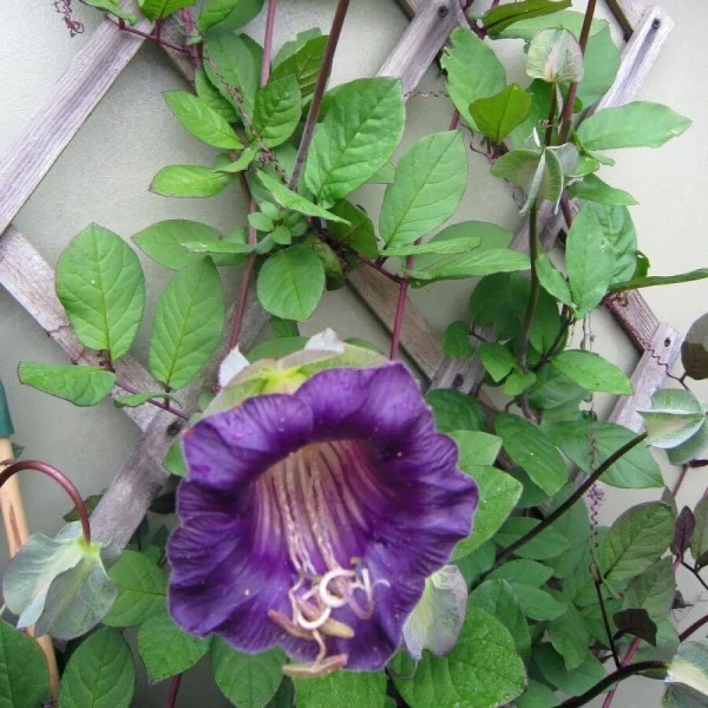 Kuppiköynnös, violetti