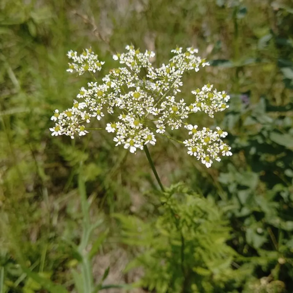 Kultakirveli Chaerophyllum aureum