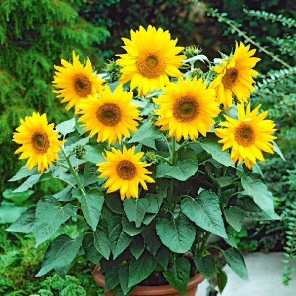 Auringonkukka 'Polino Gold'