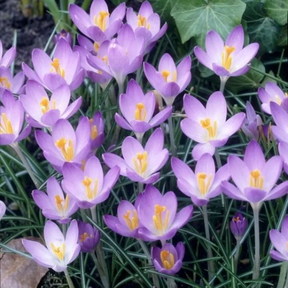 Krookus 'Barrs Purple Tommasianus'