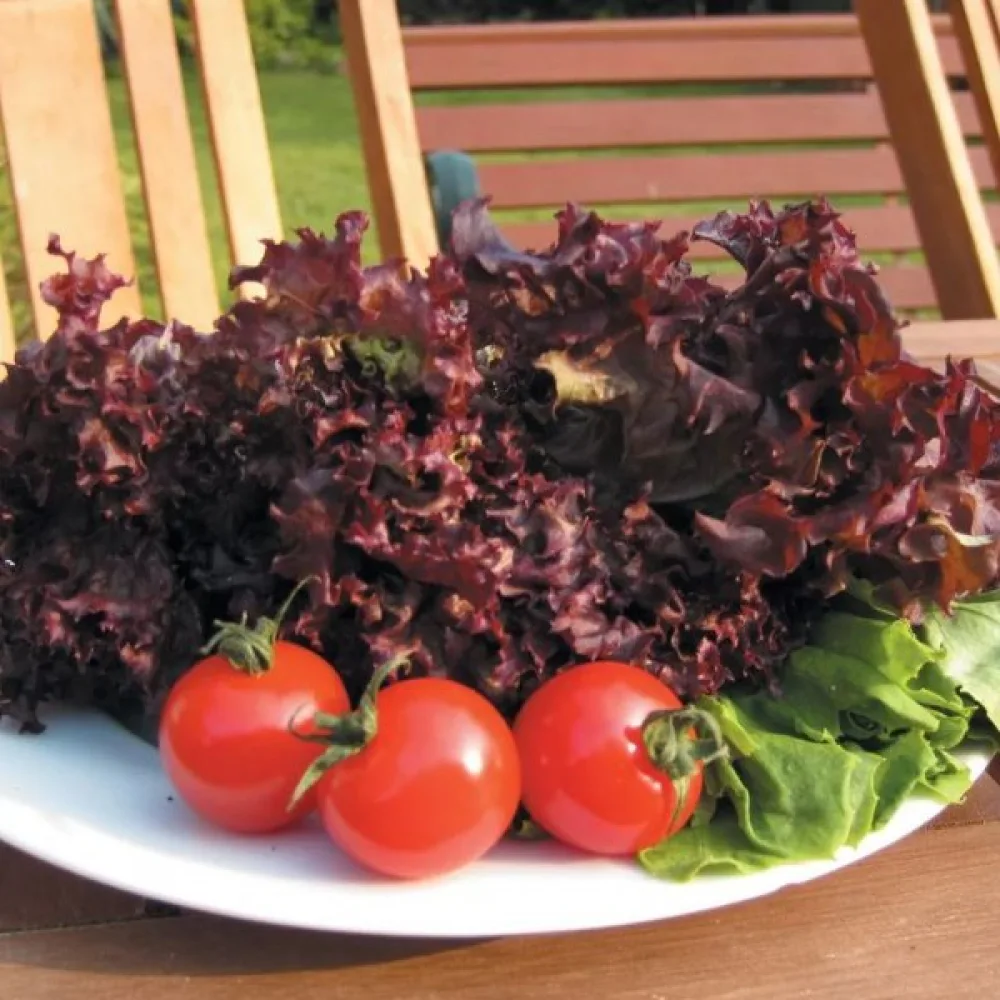 Salaatti 'Lollo Rossa'