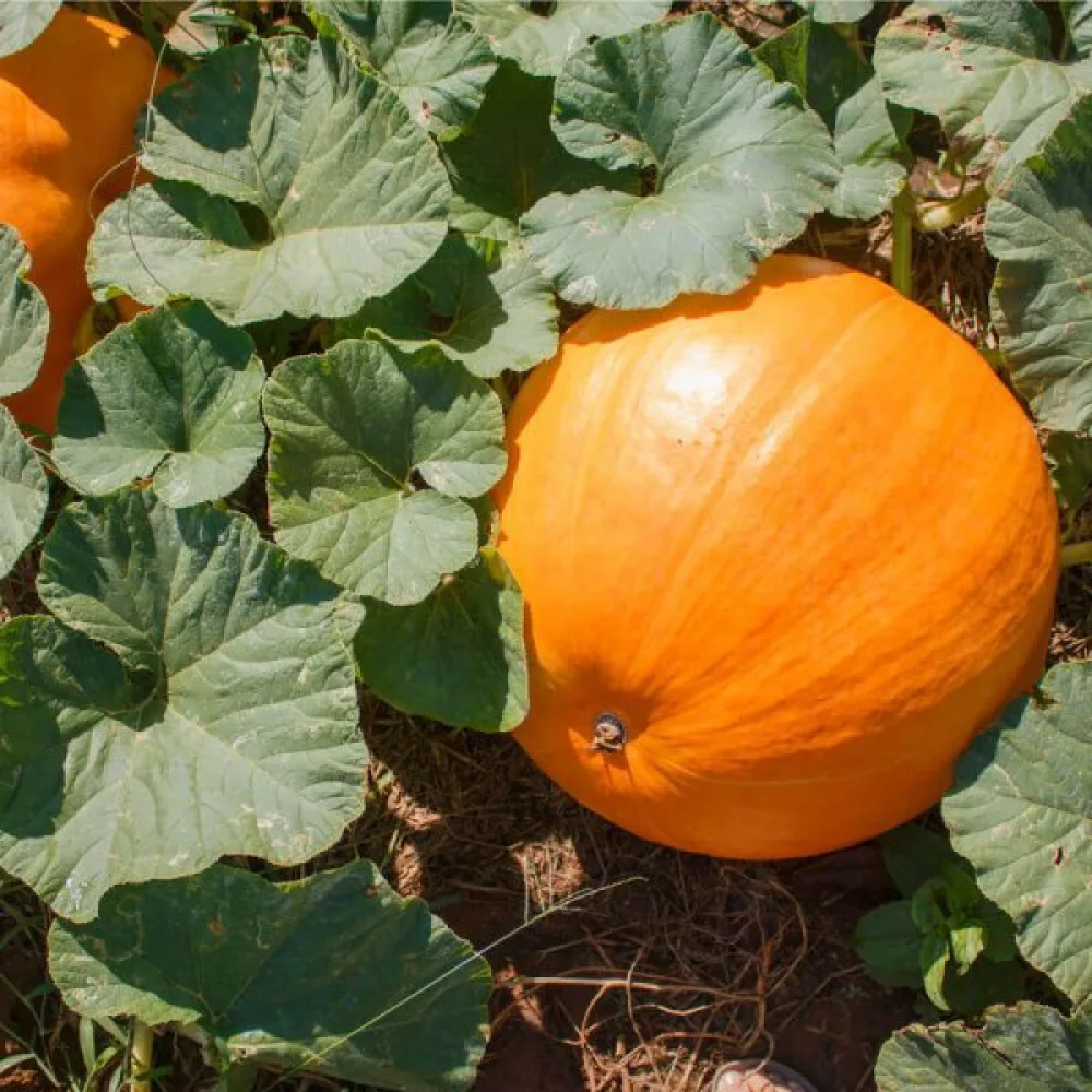 Kurpitsa 'Bambino'