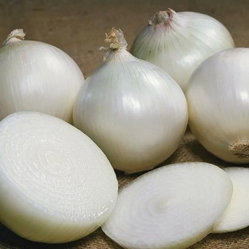 Ruokasipuli 'Agostana'