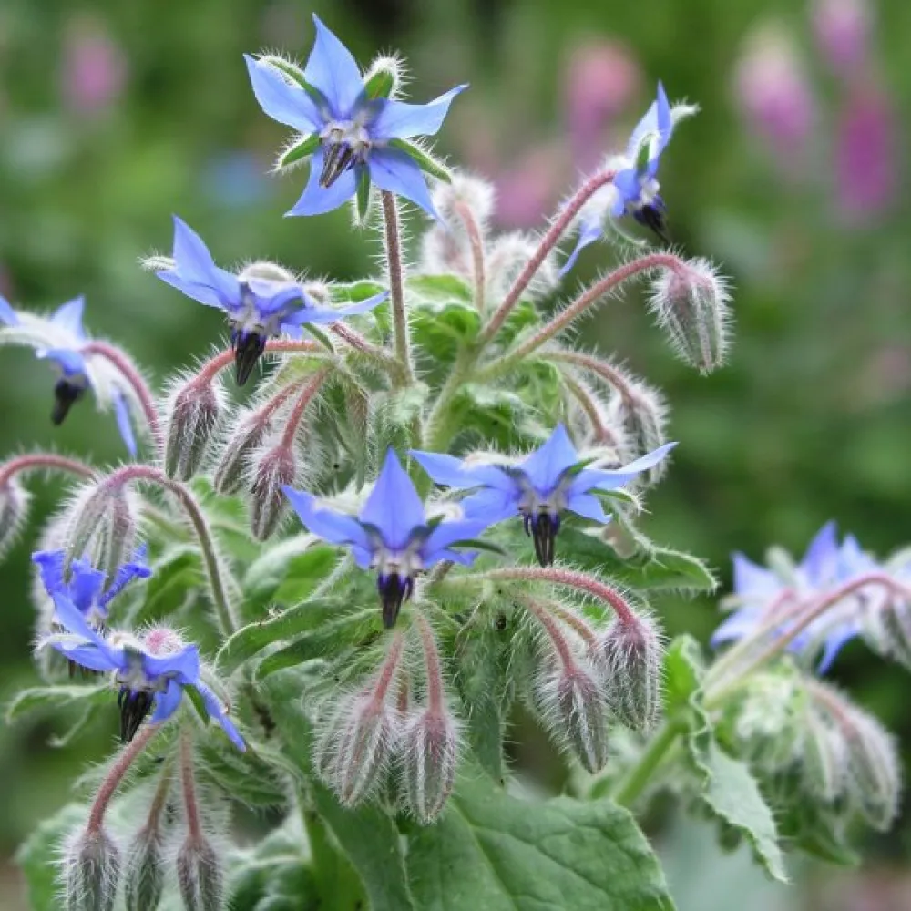 Kurkkuyrtti Borago officinalis
