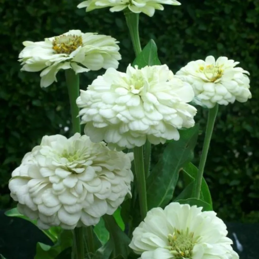 Tsinnia 'Super Yoga White'