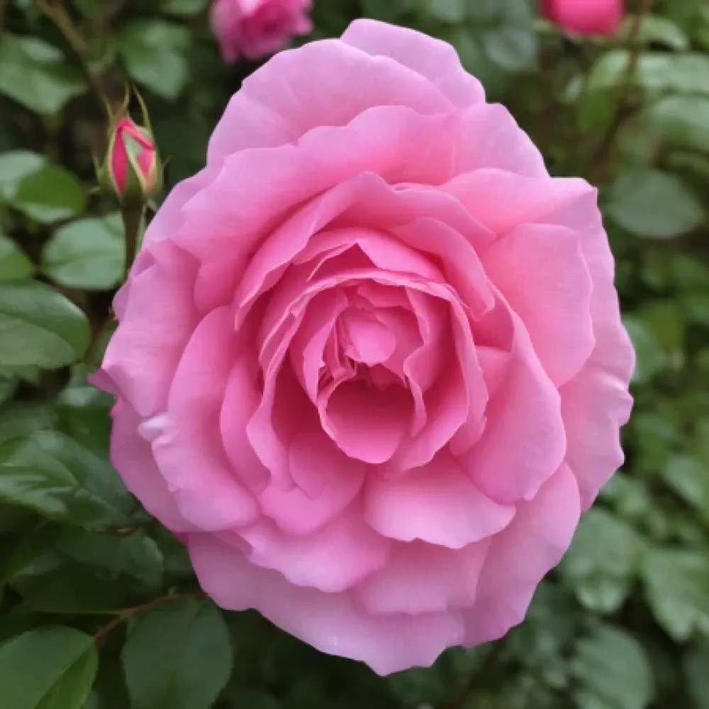 Ruusu 'Lavender Embrace' – paljasjuurinen