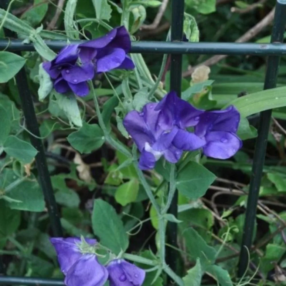 Tuoksuherne 'Spencer' – tummansininen