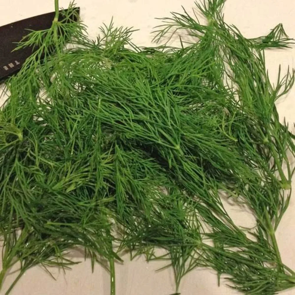 Tilli 'Herkules'