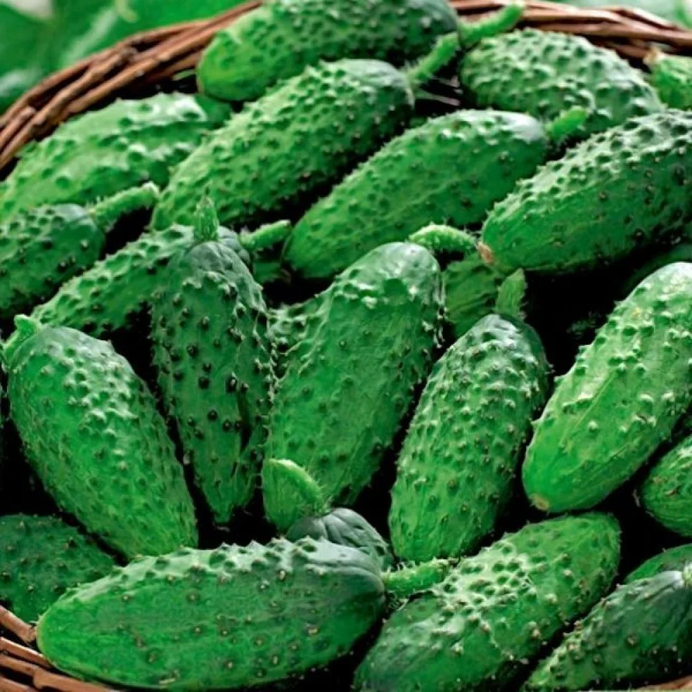 Avomaankurkku 'Rodniciok' F1