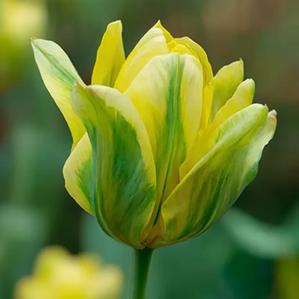 Tulppaani 'Formosa'