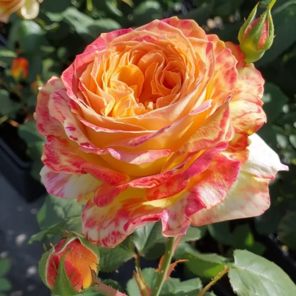Ruusu 'Mango Glow' – paljasjuurinen