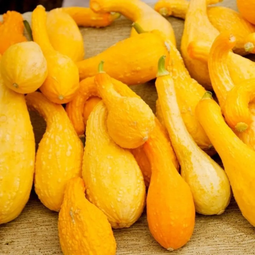 Kurpitsa 'Crookneck'