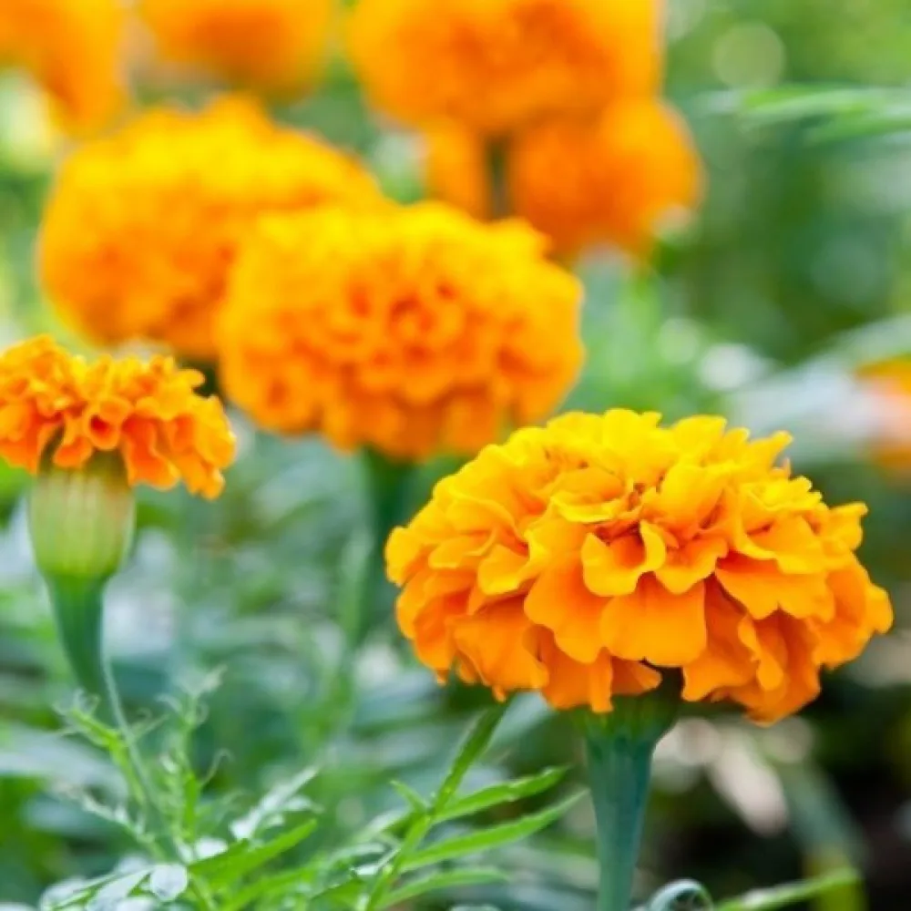 Ruusukesamettikukka 'Petite Gold'