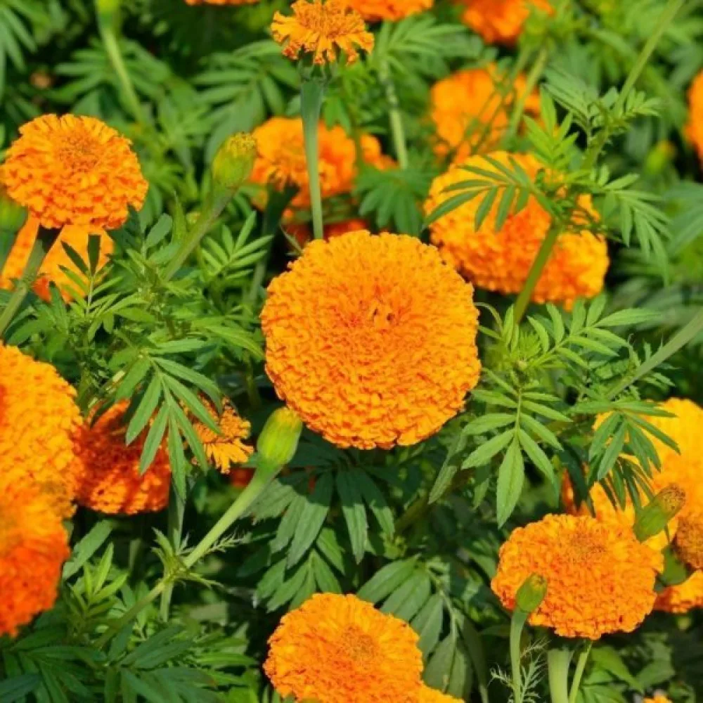 Kookossamettikukka 'Hawaii'