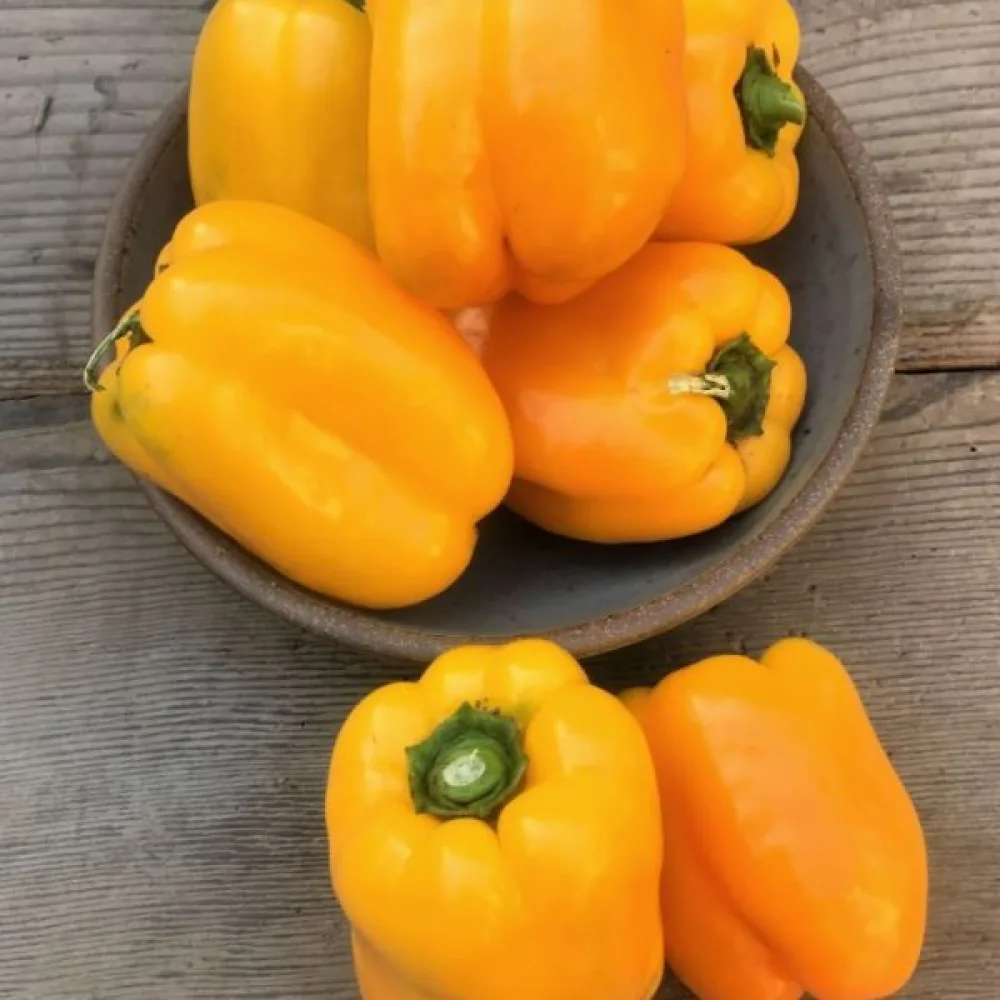Paprika 'Marta Polka'