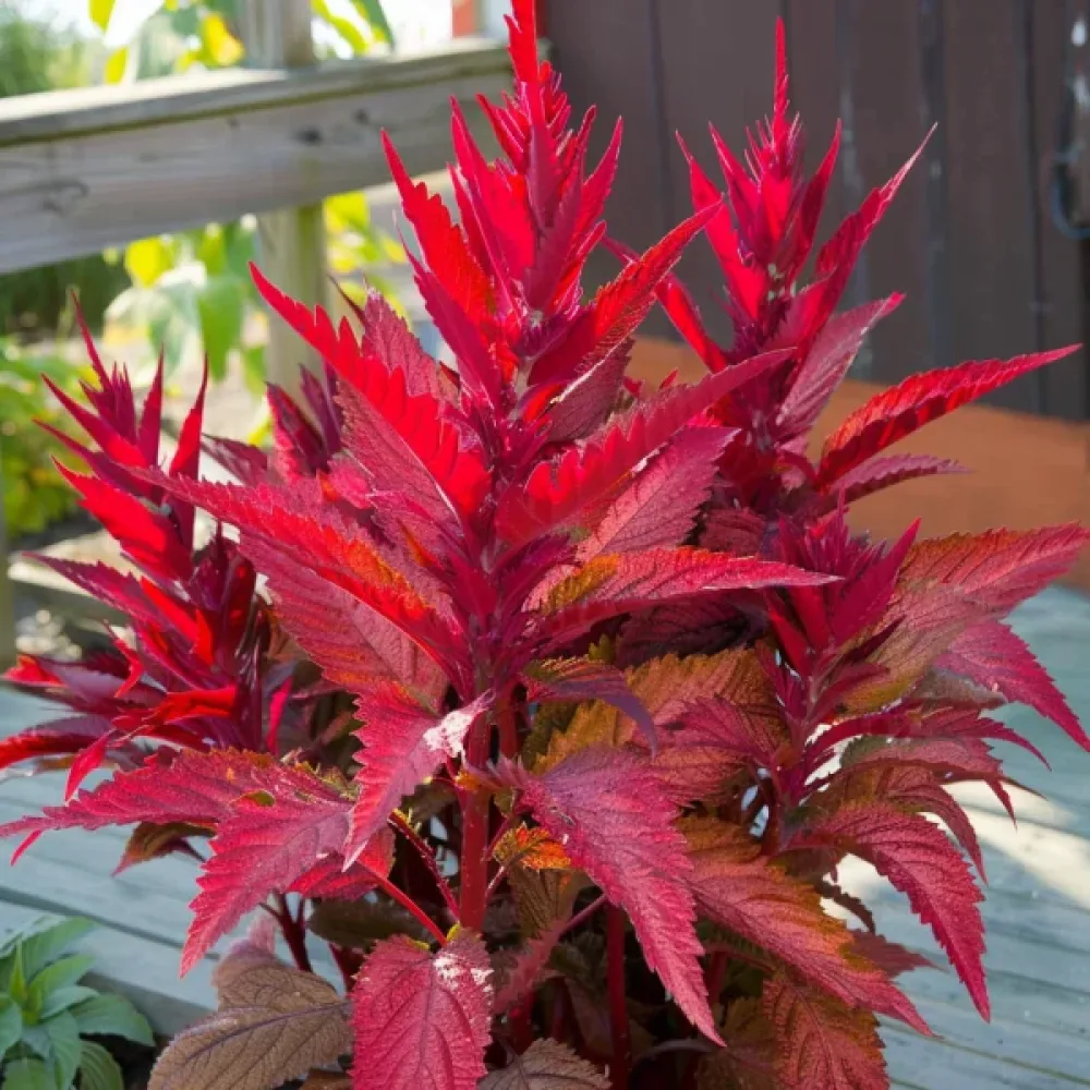 Amarantti 'Molten Fire'