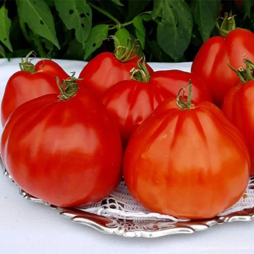 Tomaatti 'Red Pear'