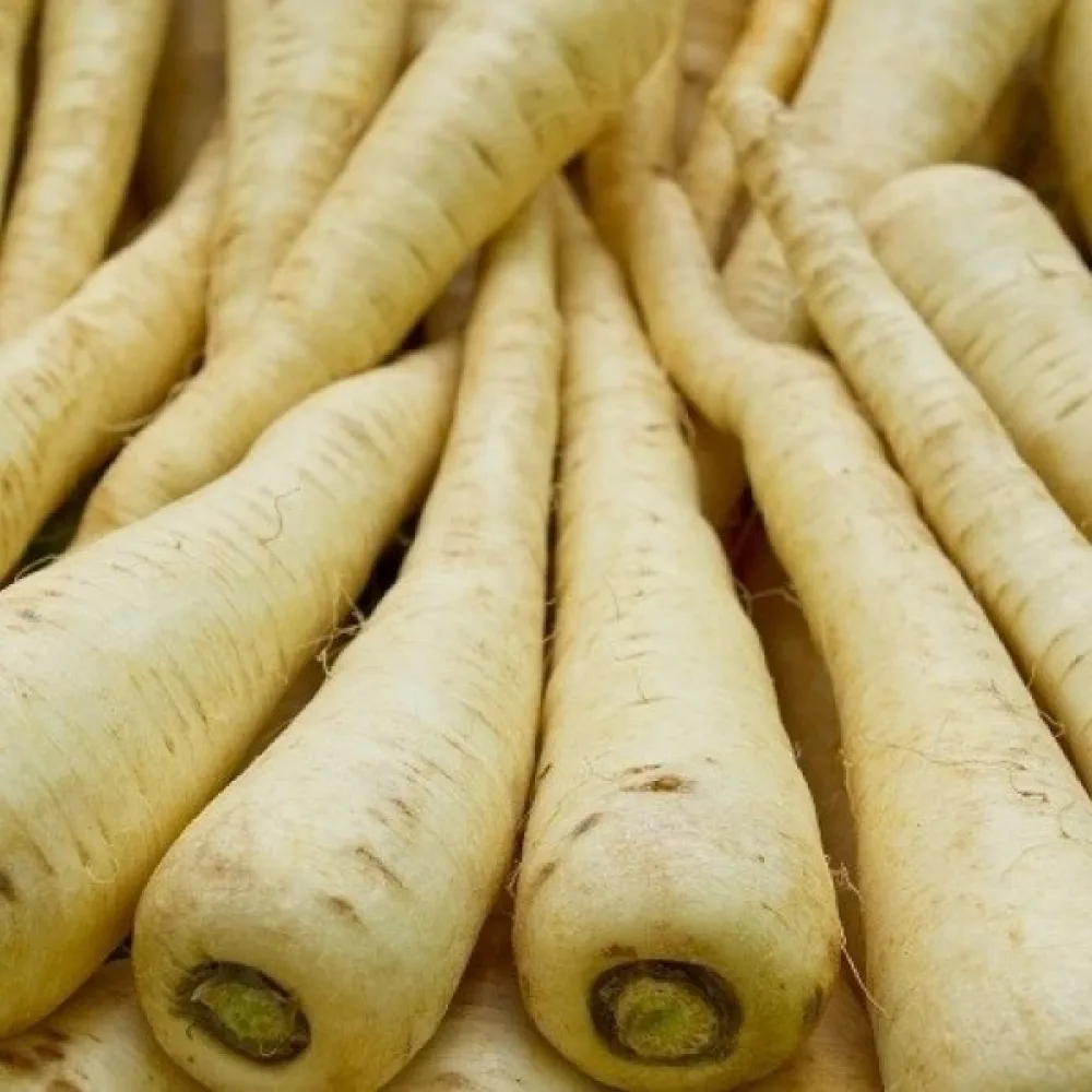 Palsternakka 'Halflong White'