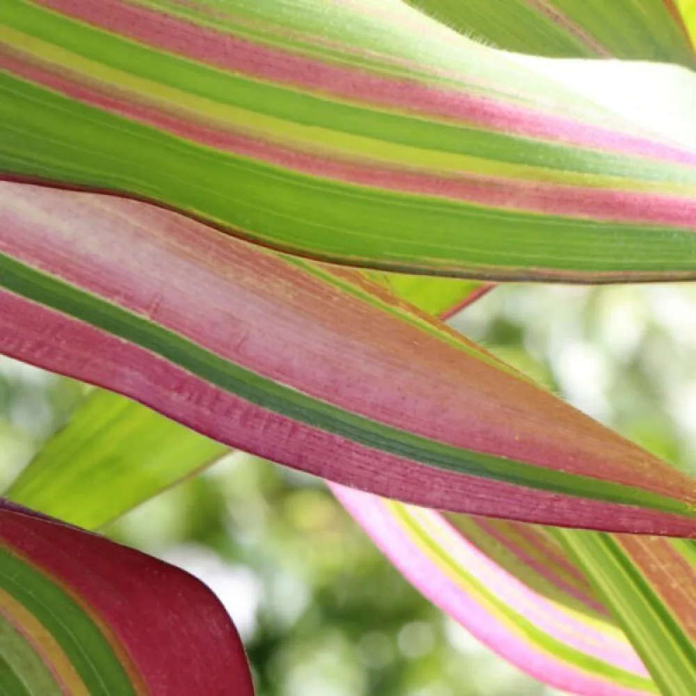 Koristemaissi 'Variegata'