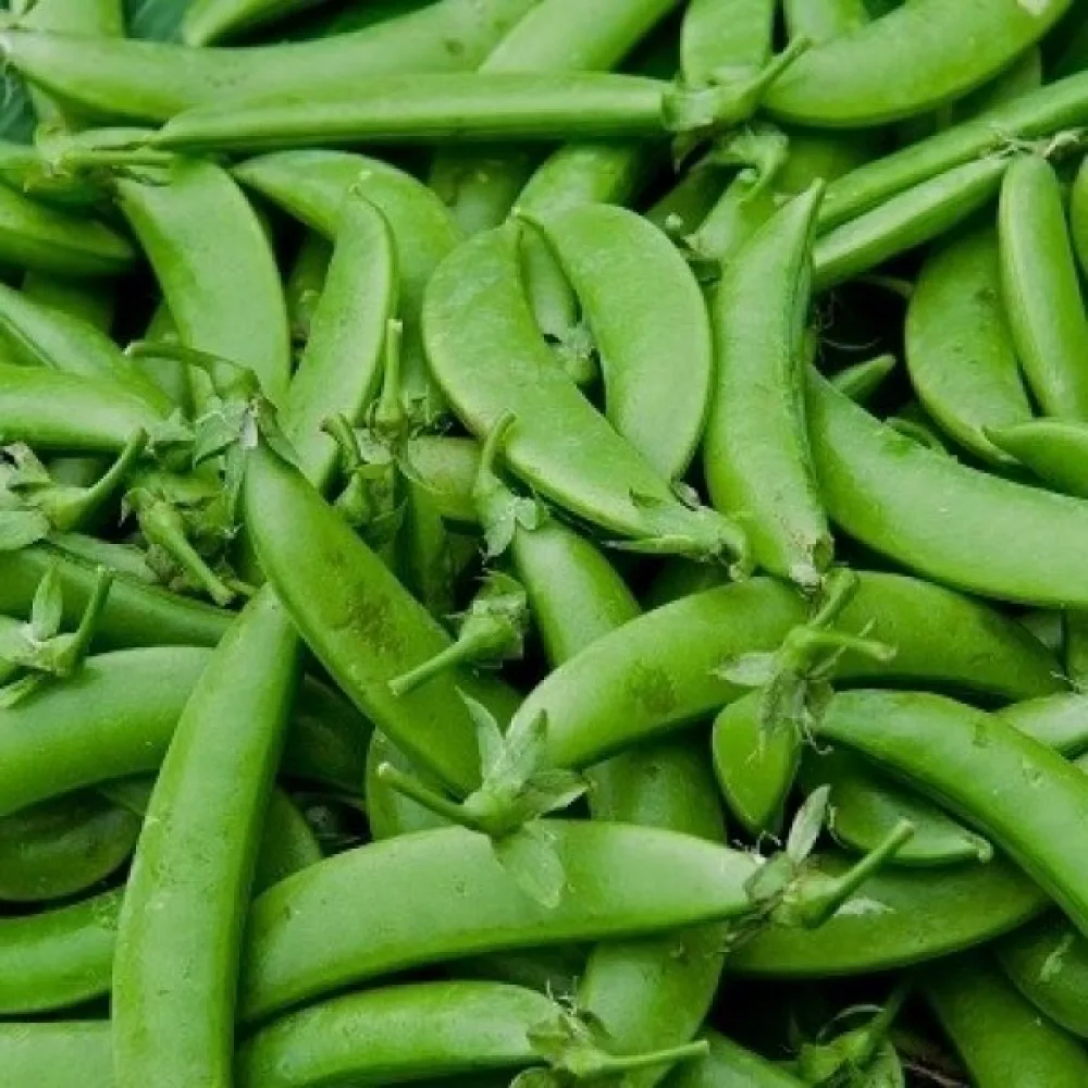 Sokeriherne 'Bajka'