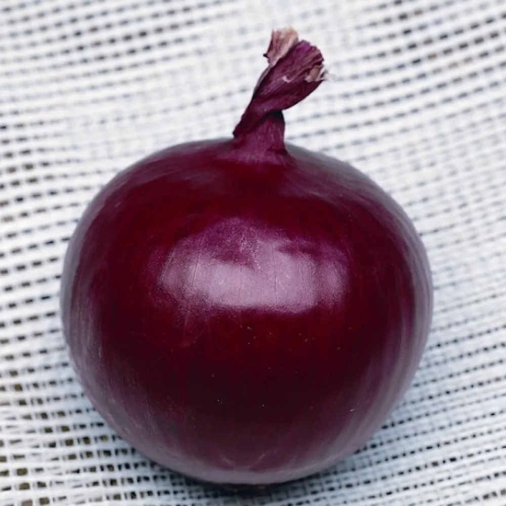 Ruokasipuli 'Erlane'