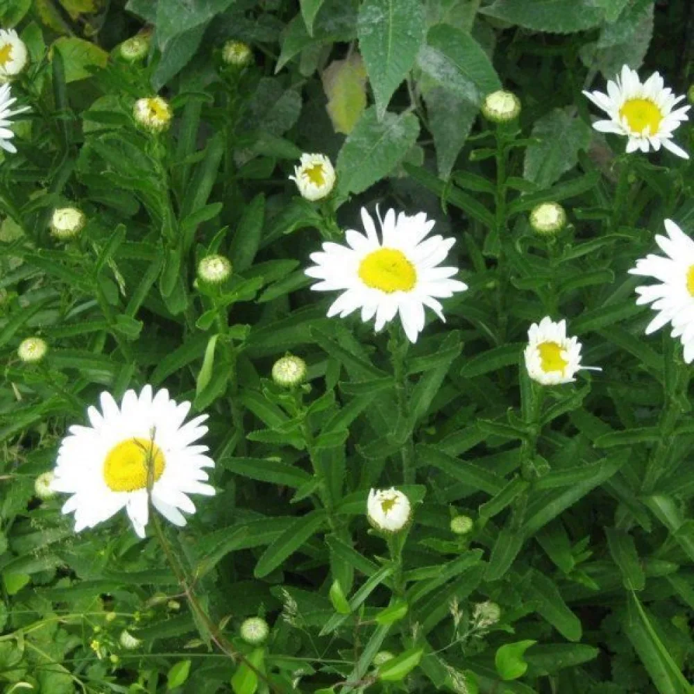 Krysanteemi 'Silver Princess', valkoinen